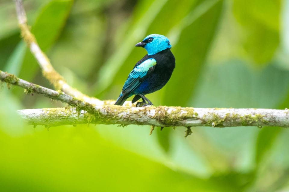 Natural landscape, Animals