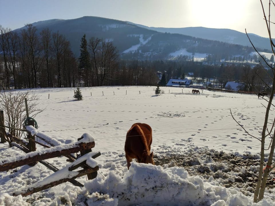 Winter, Mountain view