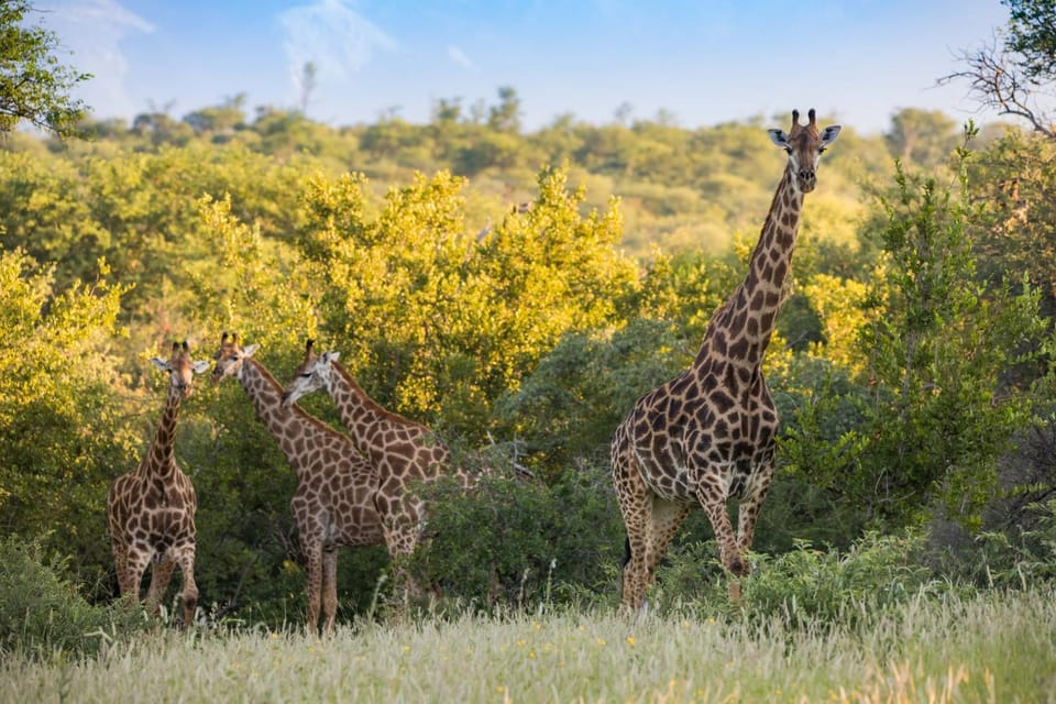Mountain View Safari Lodge Luxury tent in South Africa