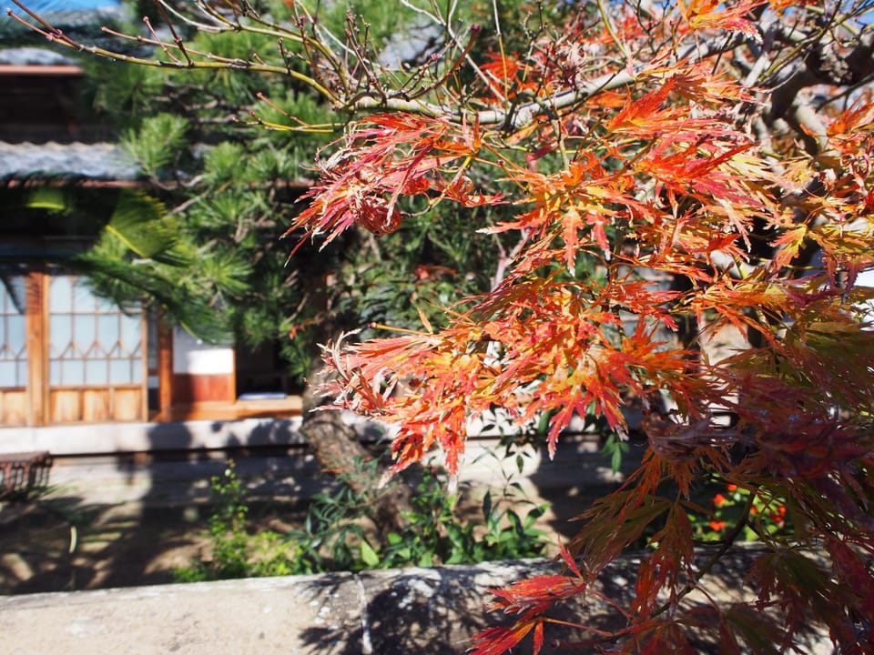 Day, Garden, Garden view