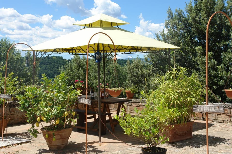 Patio, Garden, Dining area
