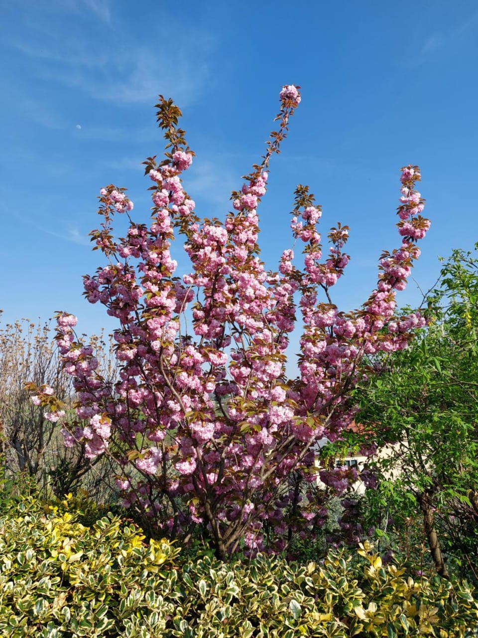 Spring, Day, Natural landscape, Garden, Garden view