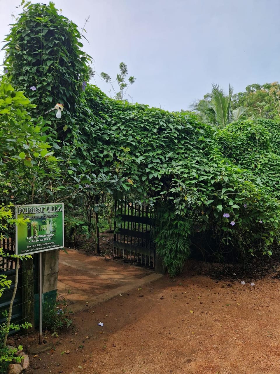 Garden view