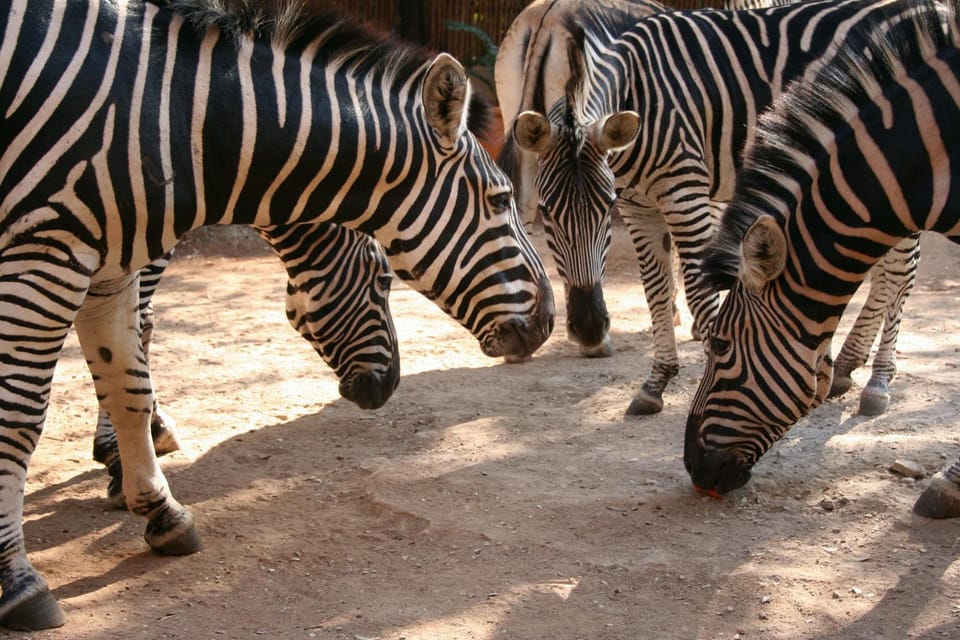Animals