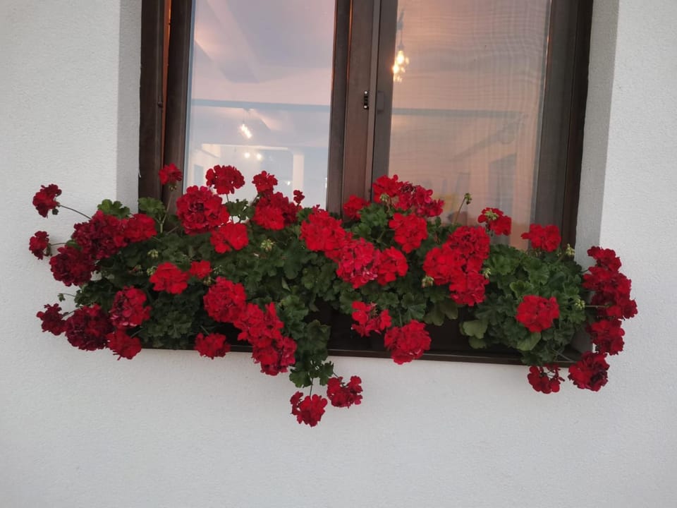 Pensiunea EDEN Bed and Breakfast in Cluj County