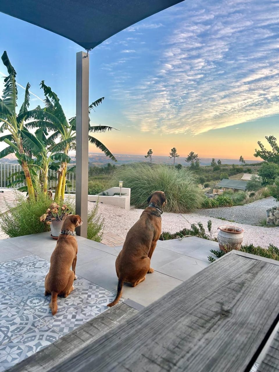 Natural landscape, Pets