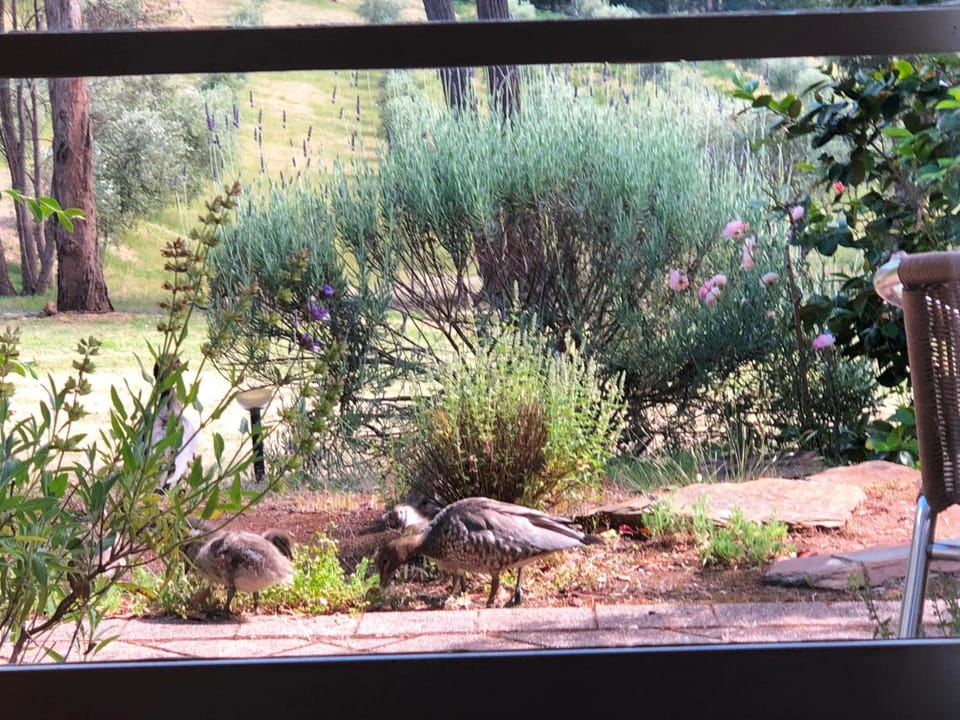 View (from property/room), Animals, Garden view