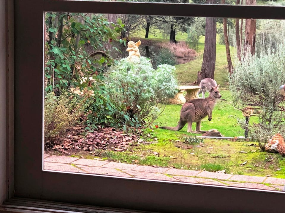 Garden, View (from property/room), Animals, Animals, On site, Garden view, Lake view