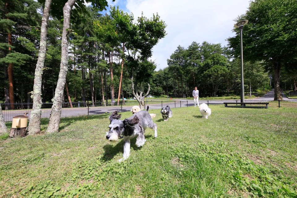 Garden, Animals, Pets, Area and facilities