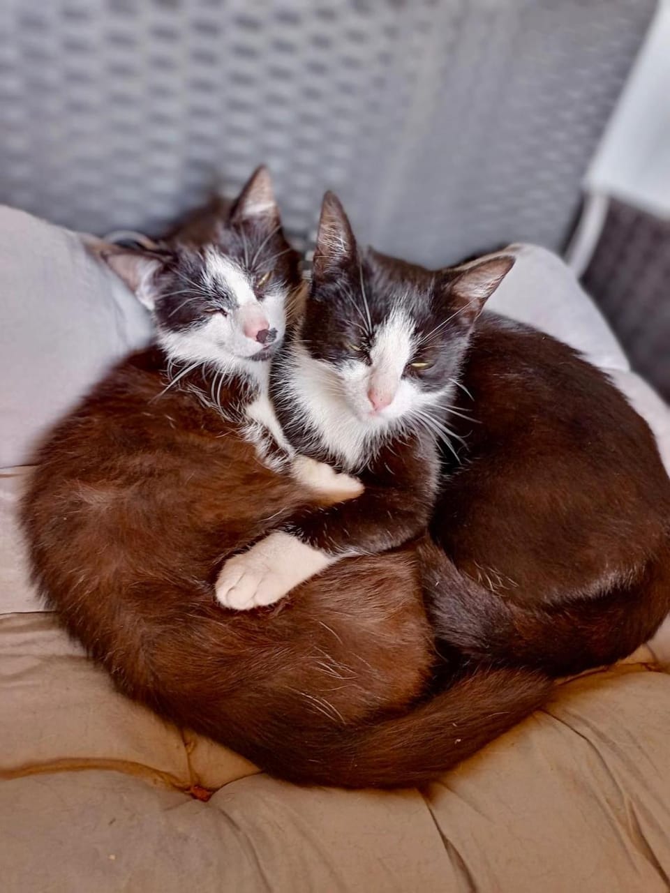 Pets, pet friendly