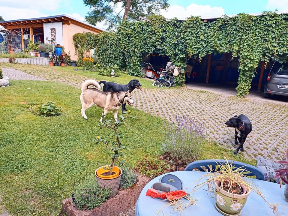 Pets, pet friendly