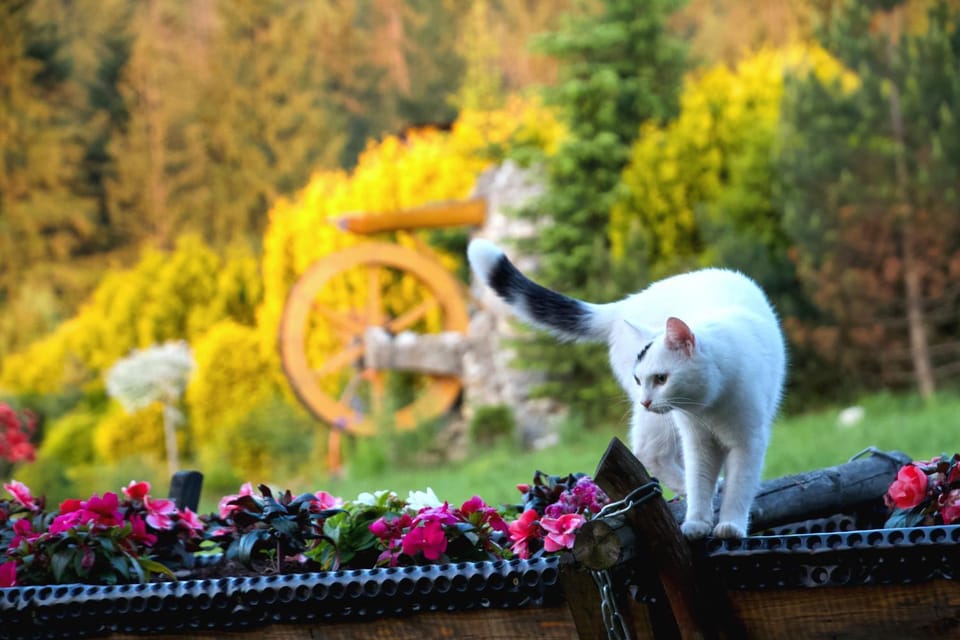 Pets, Garden view