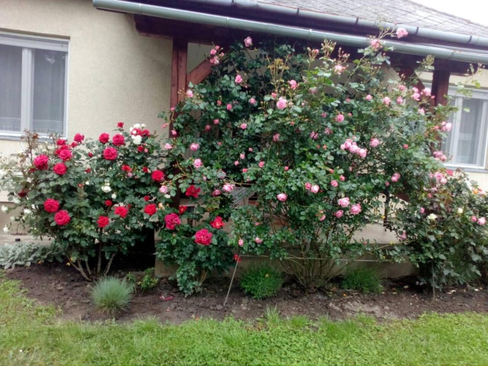 Facade/entrance, Garden