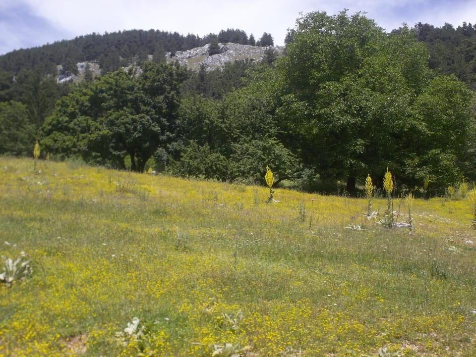 Natural landscape