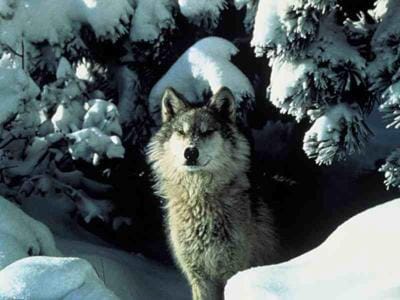 Day, Winter, Animals