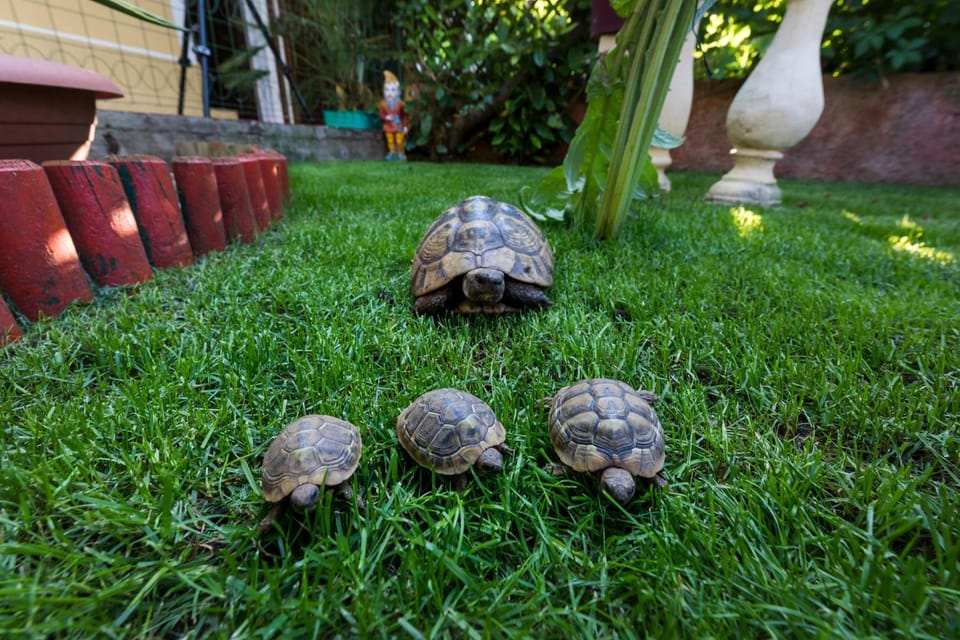 Animals