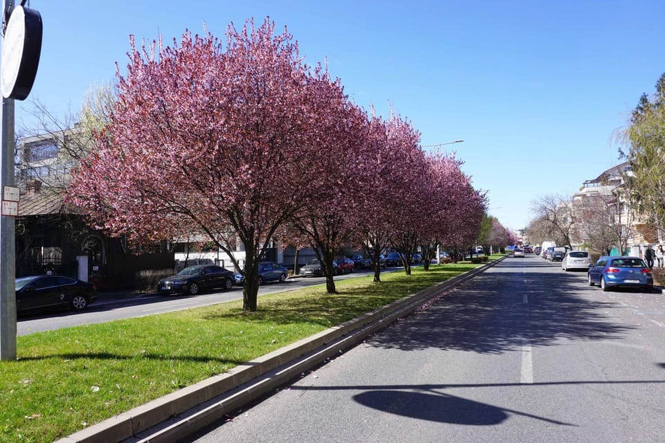 Spring, Neighbourhood, Street view