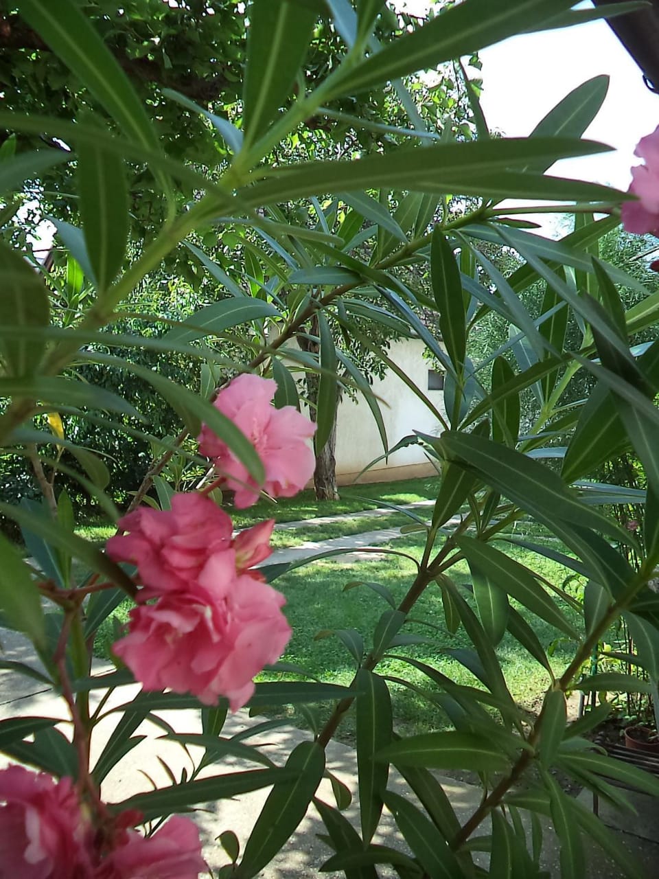 Patio, Garden