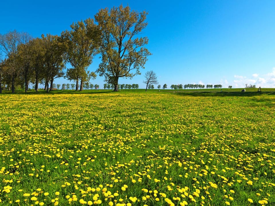 Natural landscape