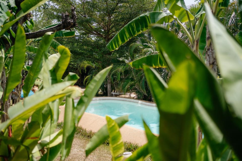 View (from property/room), Pool view, Swimming pool