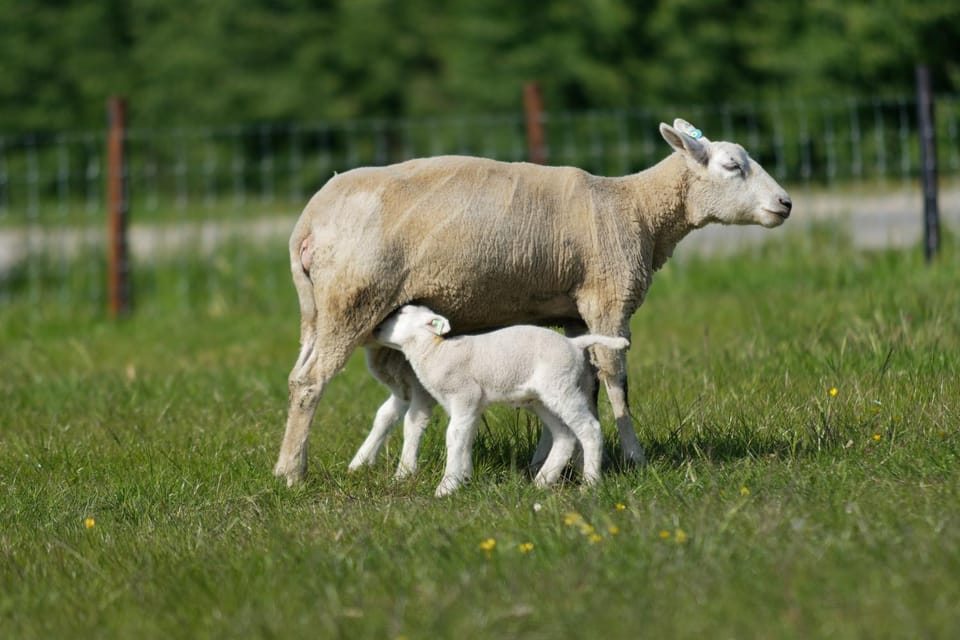 Hof Welzinge House in Zeeland, Netherlands