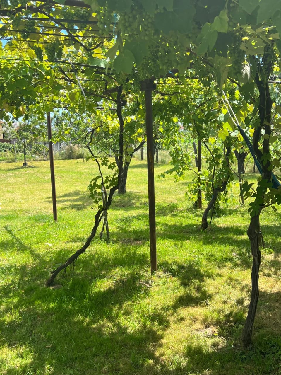 Pensiunea Alina Bed and Breakfast in Romania