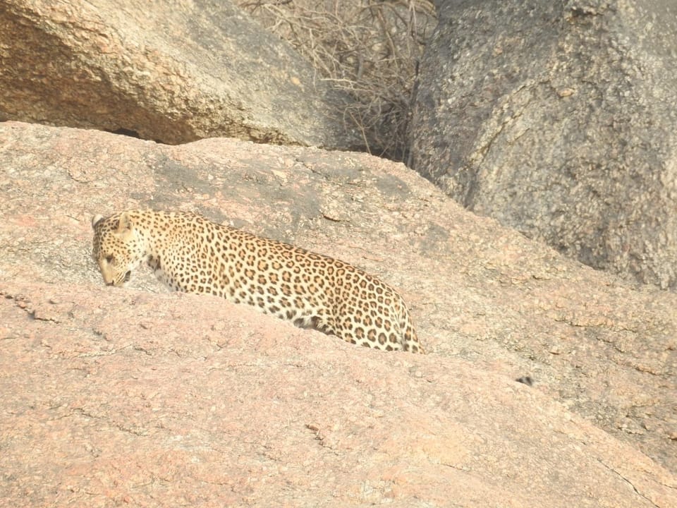 Animals