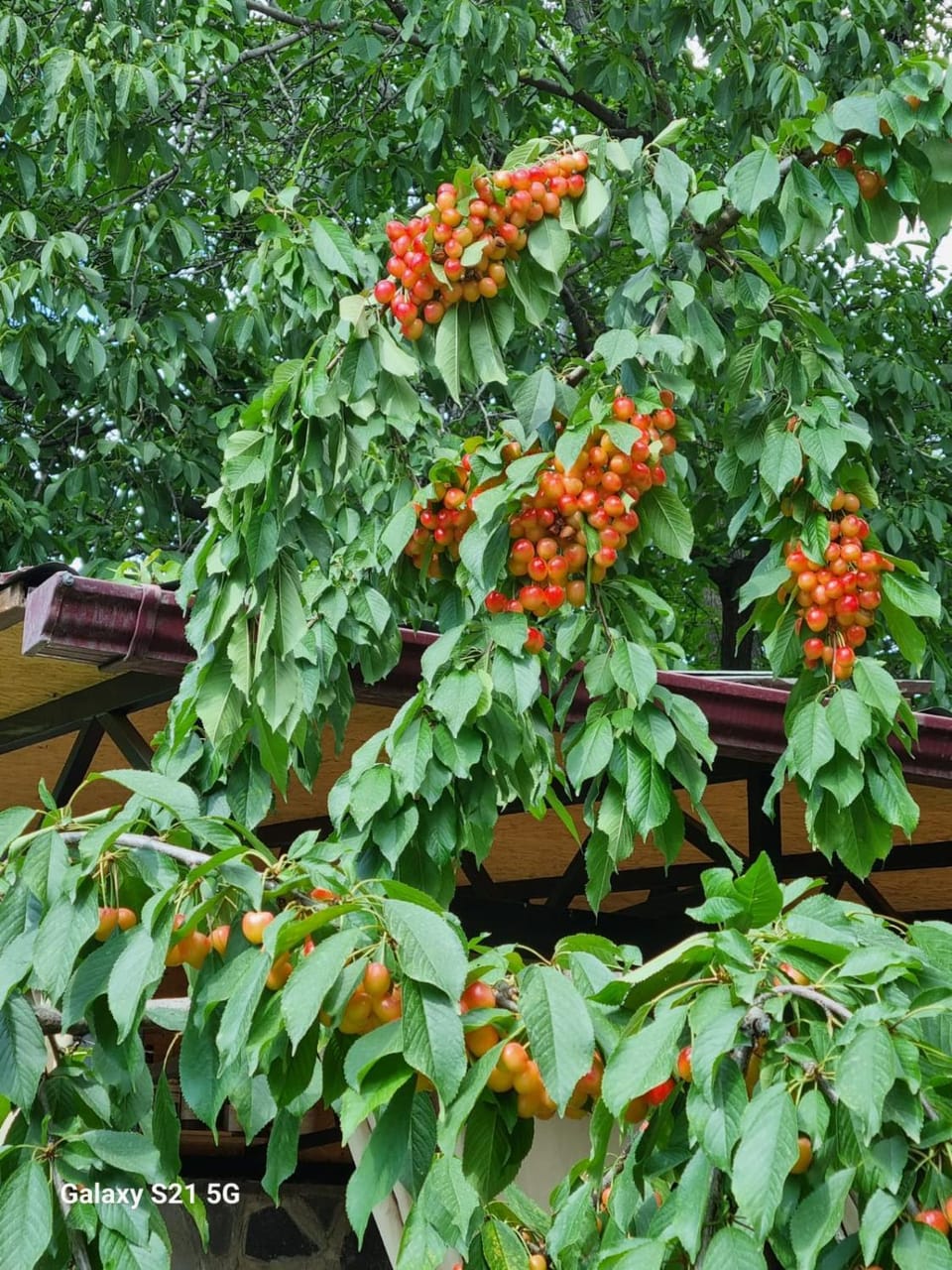 Day, Garden, Garden view