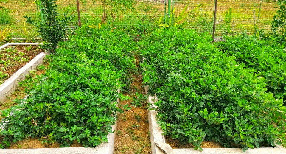 Adama Farmhouse @ Hacienda San Benito House in Calabarzon
