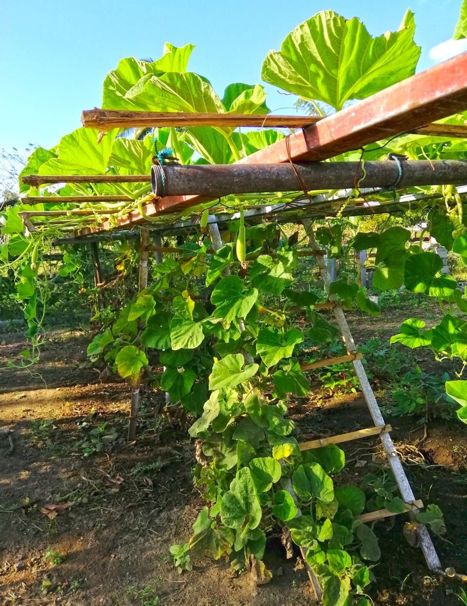 Adama Farmhouse @ Hacienda San Benito House in Calabarzon