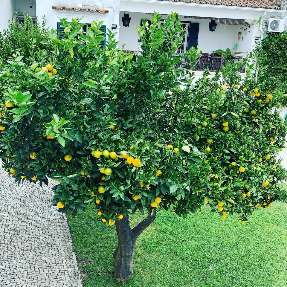 Garden, Garden view
