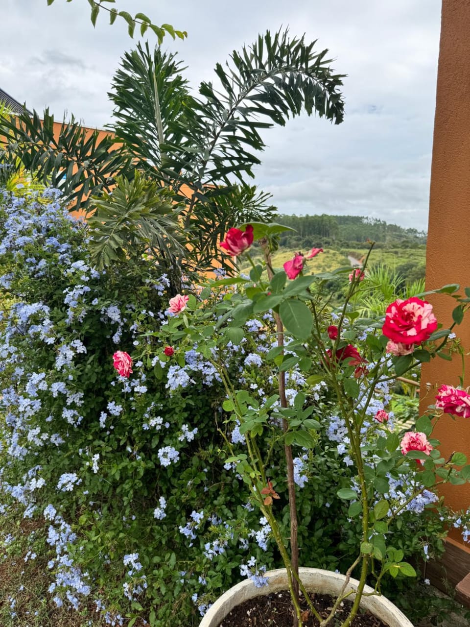 Garden view