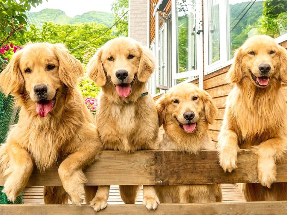 Animals