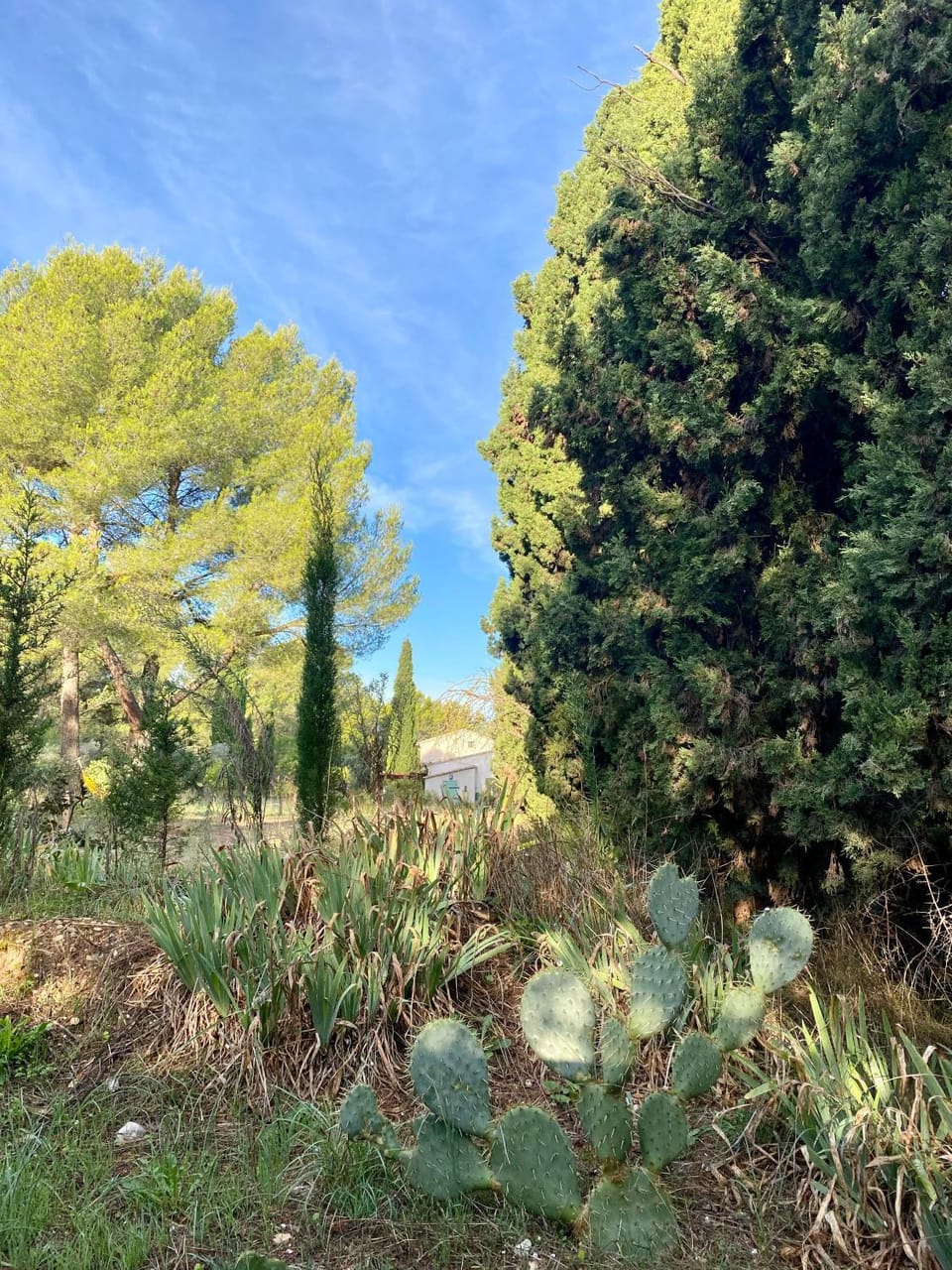 Natural landscape, Garden view