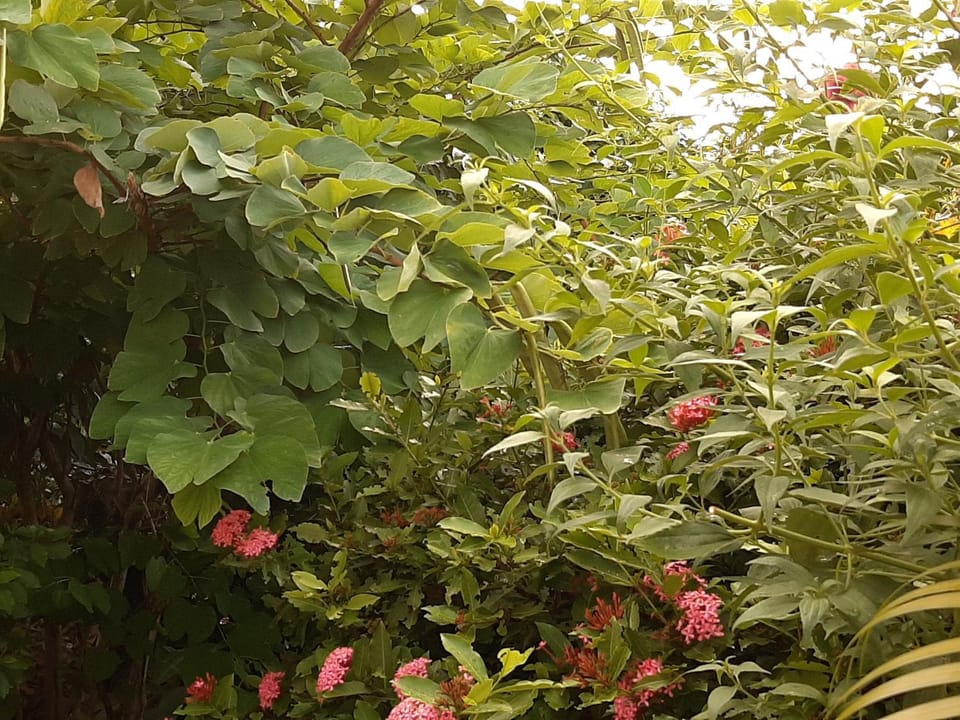 Les Hibiscus Apartment in Martinique