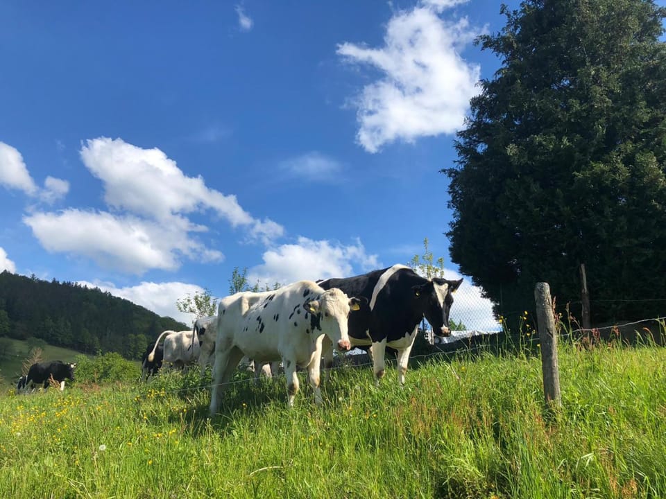 Natural landscape, Animals