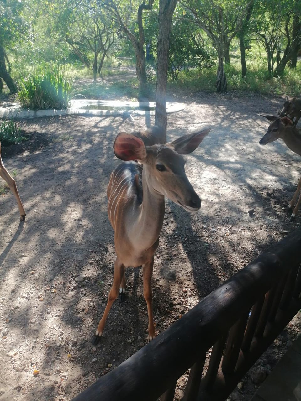 Animals