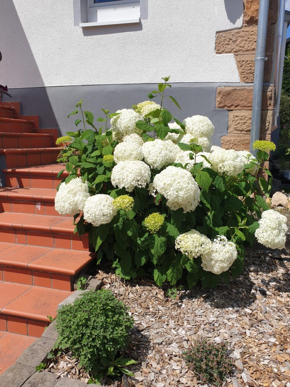 Landpension zur Hainbuche Bed and Breakfast in Hesse