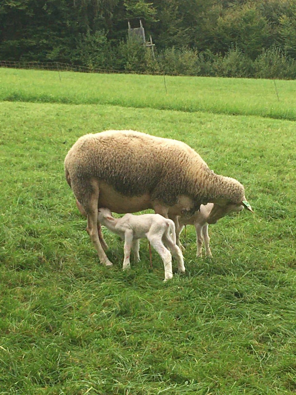 Nussbaumer am Irrsee Farm Stay in Upper Austria