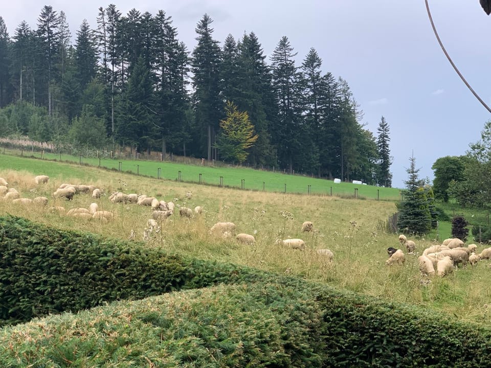 View (from property/room)