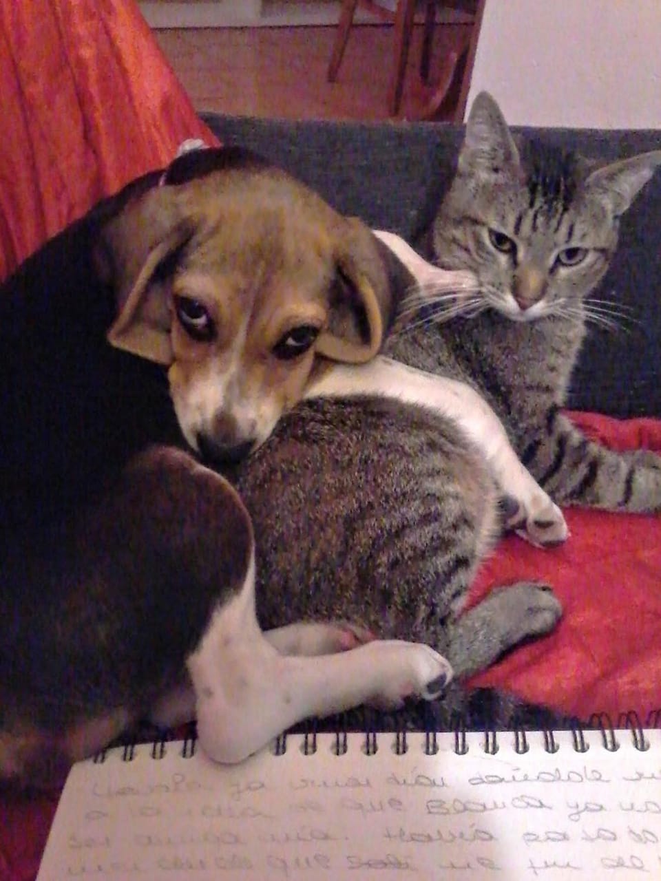 Animals