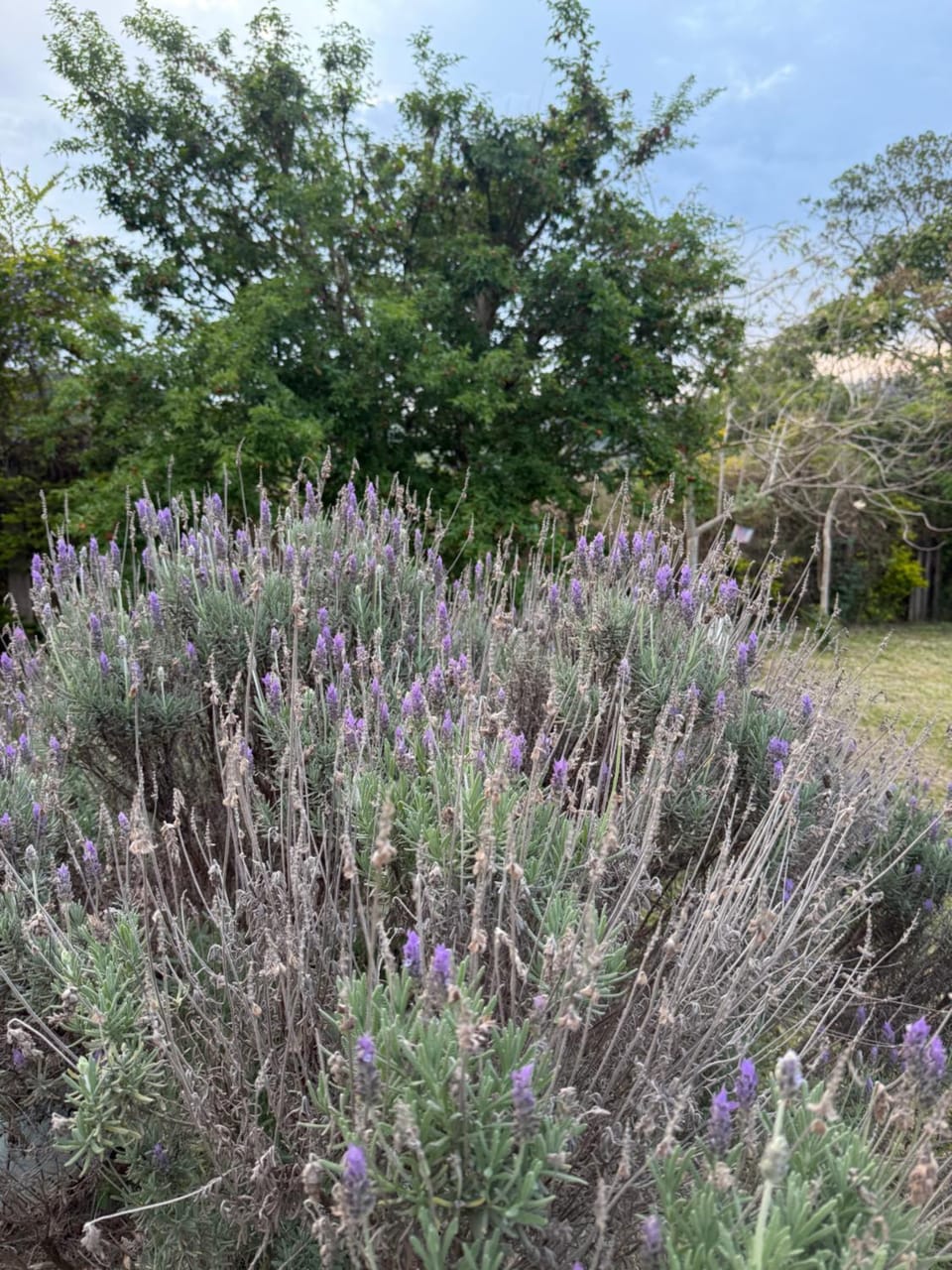 Day, Natural landscape, Garden, Garden view