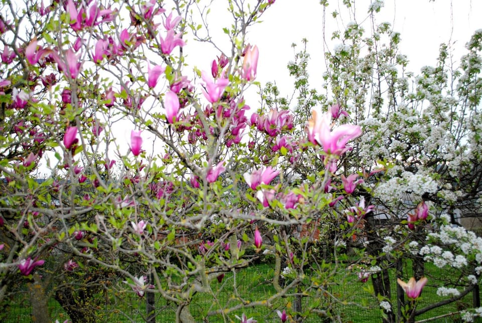 Spring