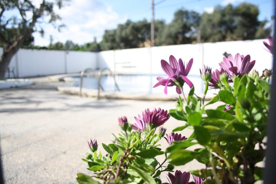 Garden, Swimming pool