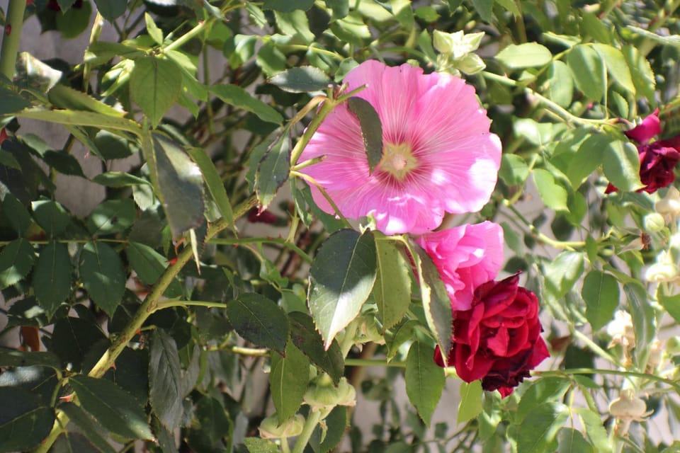 Spring, Day, Garden
