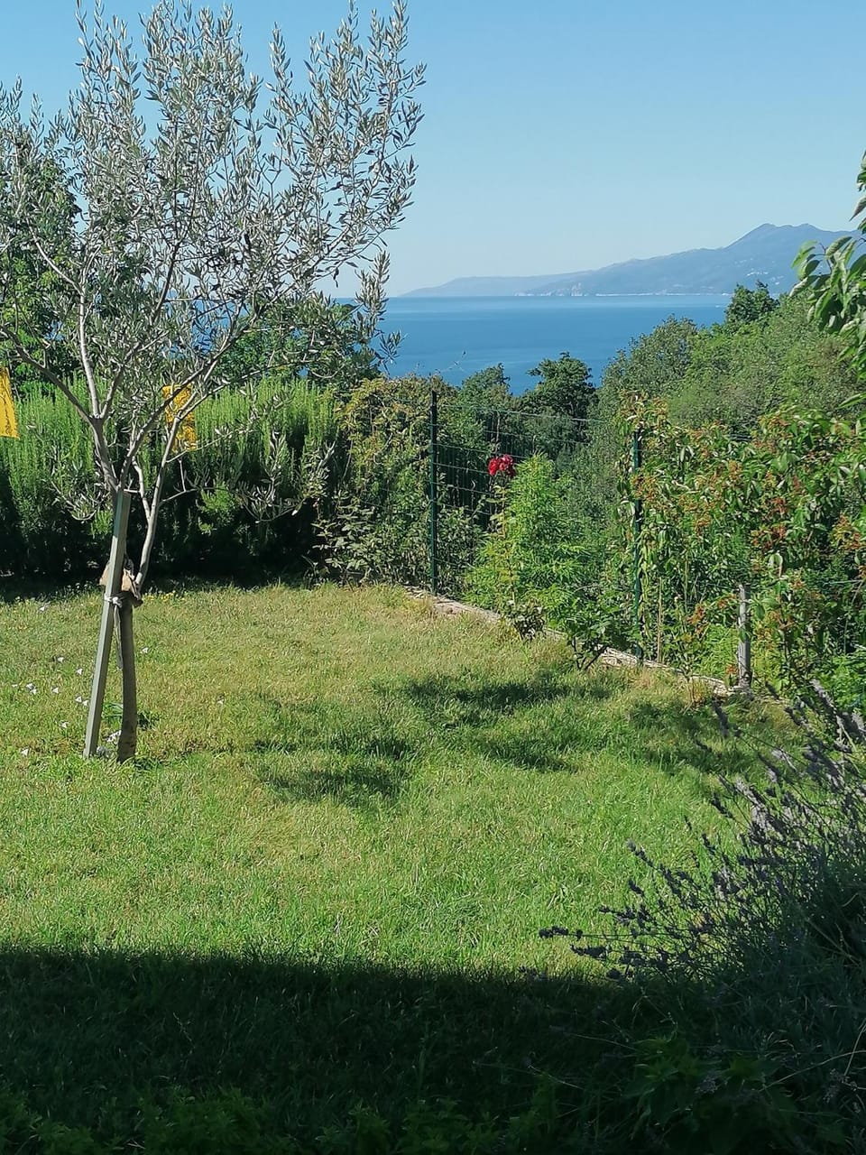 Summer, On site, Garden view