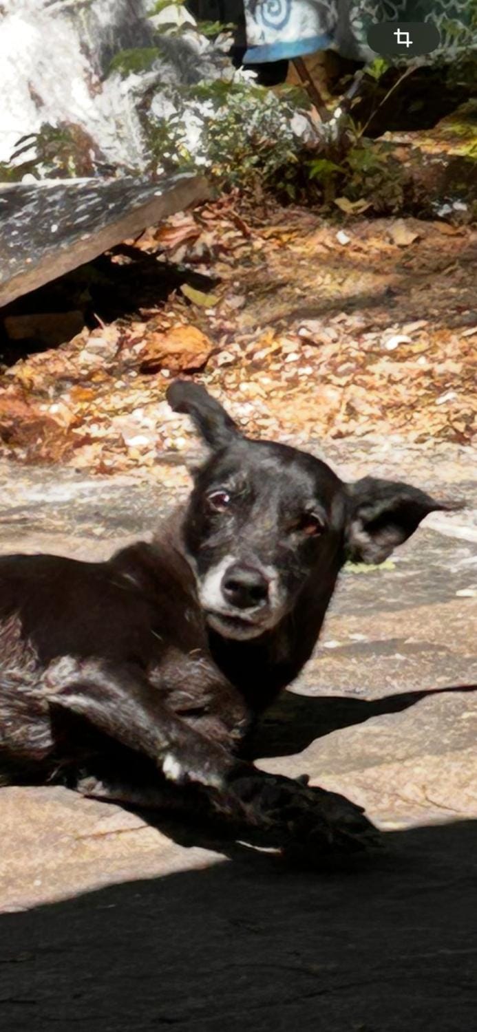 Pousada Girassol Vacation rental in Rio de Janeiro