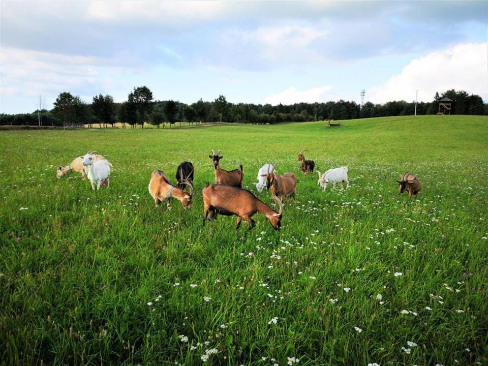 Animals