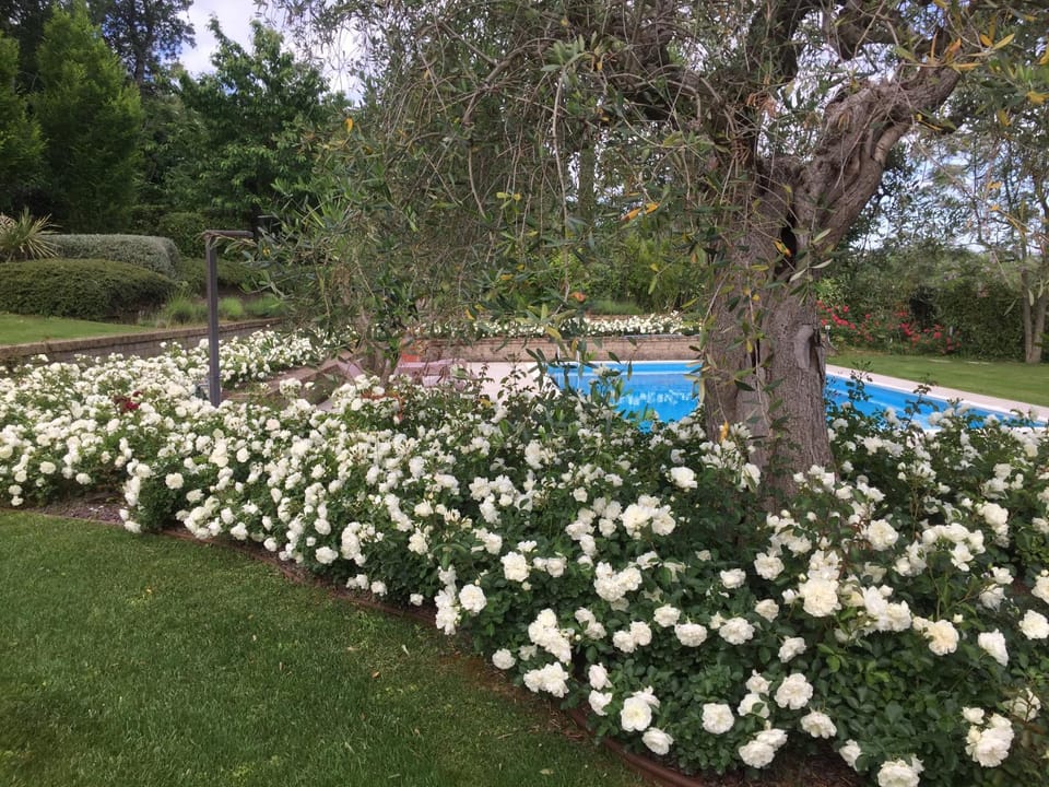Garden, Pool view