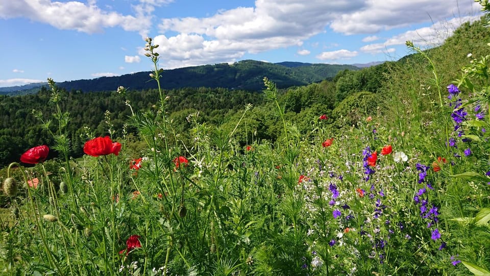 Natural landscape, Garden view, Mountain view